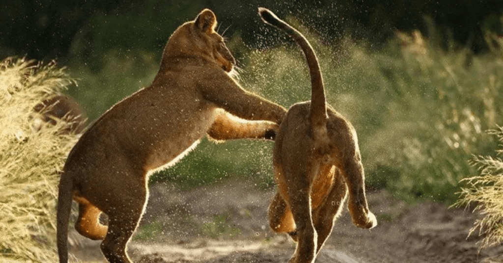 Photos that are unique Nala Africa Collection
