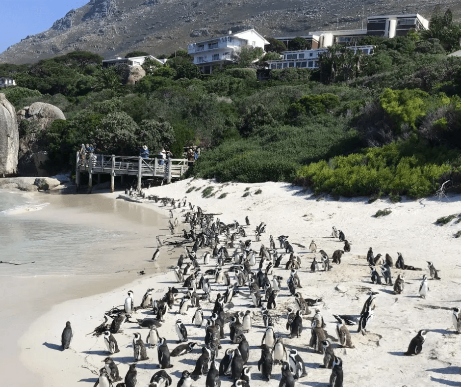 Boulders beach