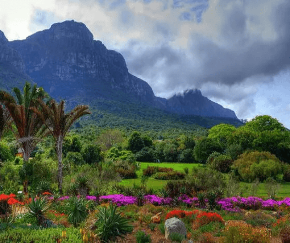 Kirstenbosch Botanical Gardens Cape Town